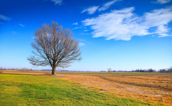 Lonely tree in the middle of fields in rural Michigan