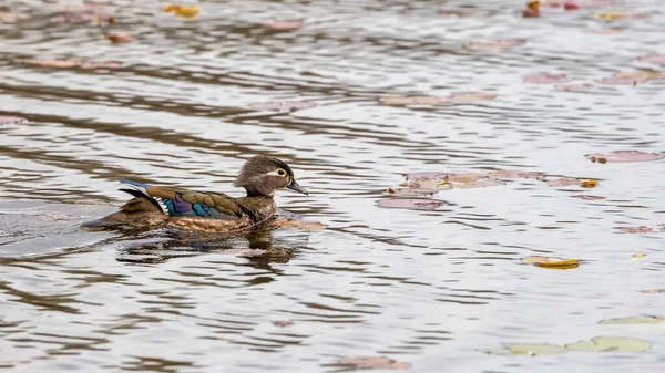 湖中的雌性木鸭 — 图库照片