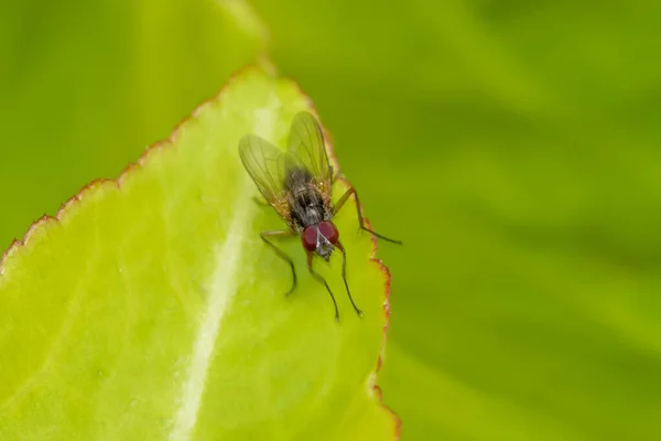 Close Shot House Fly Green Leaf — Stock Photo, Image