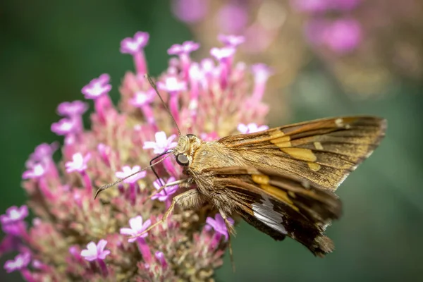 Close Shot Moth Pink Flower — Stock Photo, Image