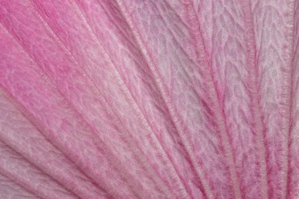 Покриття Пелюсток Квітки Голіхока — стокове фото