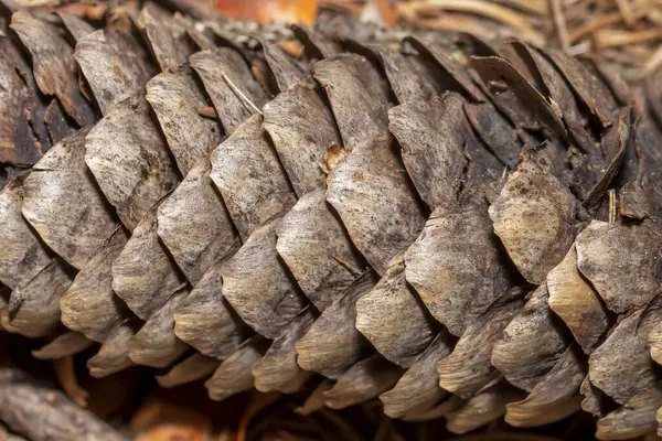 Close Shot Dry Pine Cone Details — Stock Photo, Image