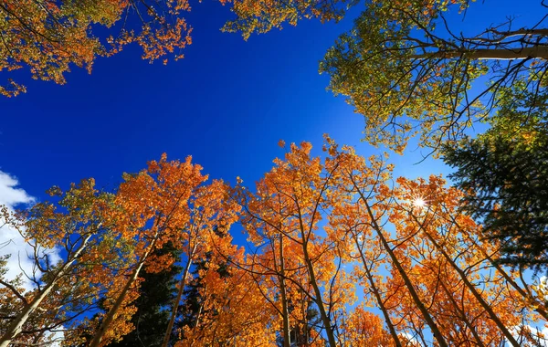 Hoge Kleurrijke Bomen Herfst Tegen Blauwe Hemel Met Zonnevlam — Stockfoto