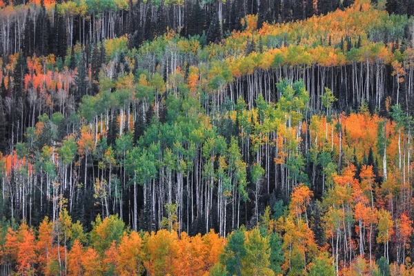 Colorado Kayalık Dağlarında Parlak Kavak Ağacı Ormanı — Stok fotoğraf