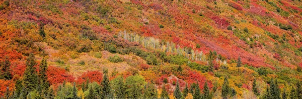 科罗拉多州圣胡安山山坡上五彩缤纷的落叶 — 图库照片