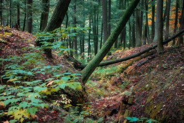 Michigan yarımadasının yukarısındaki Karadeniz ormanında yaprak döken ağaçlar