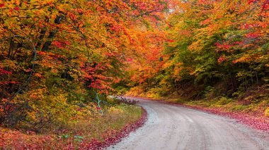Sonbahar zamanı parlak ağaçlar Michigan 'ın manzaralı yan yolları boyunca