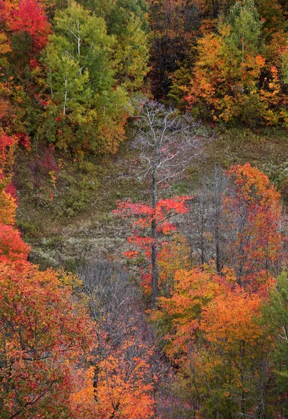 Πολύχρωμα Φθινοπωρινά Δέντρα Στο Δάσος Black River Michigan — Φωτογραφία Αρχείου
