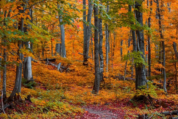 Michigan 'ın üst yarımadasında sonbahar mevsiminde yaprak döken ormanlarda parlak renkli ağaçlar.