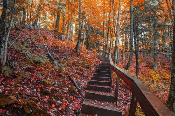 Escaliers Bois Long Sentier Forestier Entouré Feuillage Automne — Photo