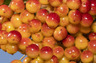 Yakın çekim. Ağaçta olgunlaşmış yabanmersini var.