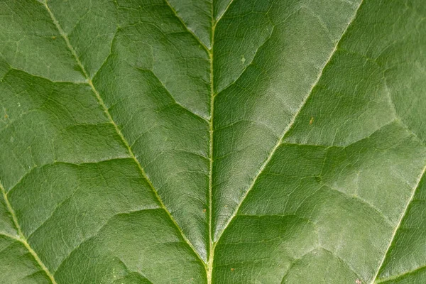 Close Shot Dark Leaf Details Background Use — Stock Photo, Image