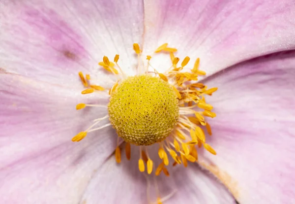 Close Tiro Rosa Flor Anêmona — Fotografia de Stock