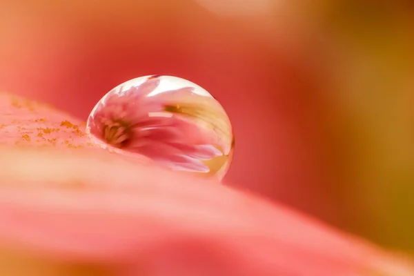 Çiçek Yaprağının Üzerindeki Damlacığının Aşırı Yakın Çekimi — Stok fotoğraf
