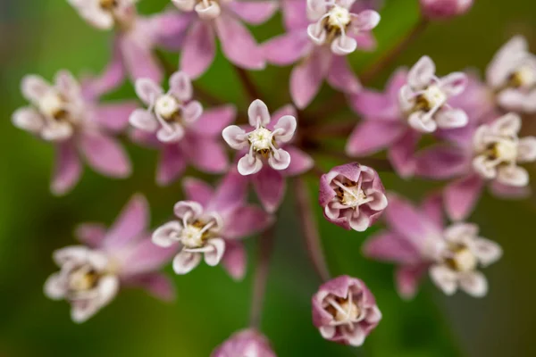 Close Shot Common Milkweed Flowers — Stock Photo, Image