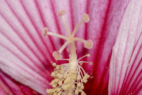 Gros Plan Extrême Pollen Sur Fleur Rose Rouge Hibiscus — Photo