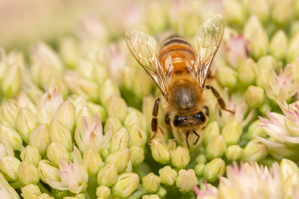 Feche Tiro Abelha Mel Uma Flor Que Coleta Pólen — Fotografia de Stock