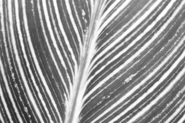 Close Shot Leaf Details Monochrome — Stock Photo, Image