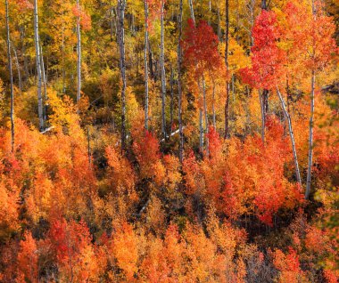 Aspen ve Pamuk ağaçlarının parlak yaprakları