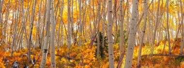 Colorado 'da sonbahar dönemi boyunca renkli Aspen ağaçları.