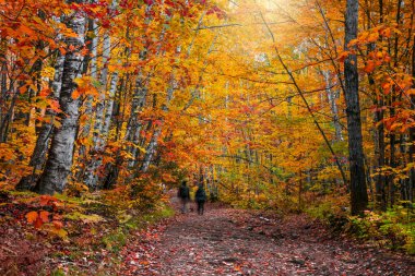 Parlak Akçaağaç ve Gümüş huş ağaçları sonbahar boyunca Michigan Yukarı Yarımadası 'nda orman patikası boyunca uzanır.