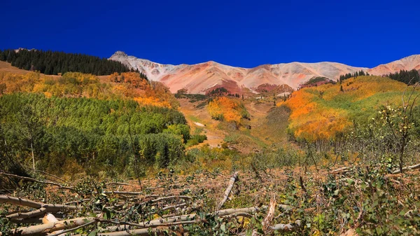 Fallna Träd Grund Storm Nära Natursköna Ophir Pass Colorado Hösten — Stockfoto