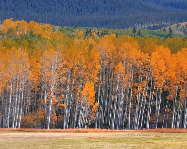 Wiersz Kolorowych Drzew Aspen Czasie Jesieni Kolorado — Zdjęcie stockowe