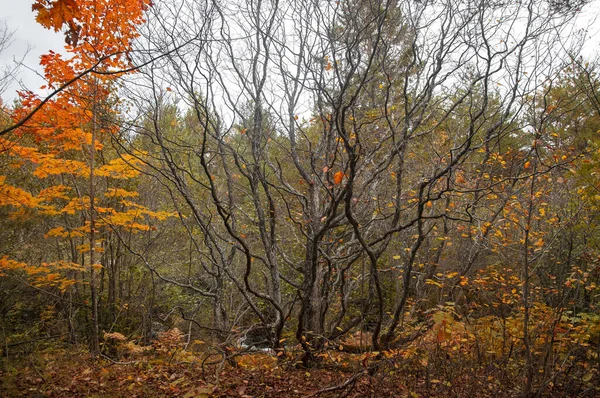 Woodlands Autumn Time Rural Michigan — Stock Photo, Image