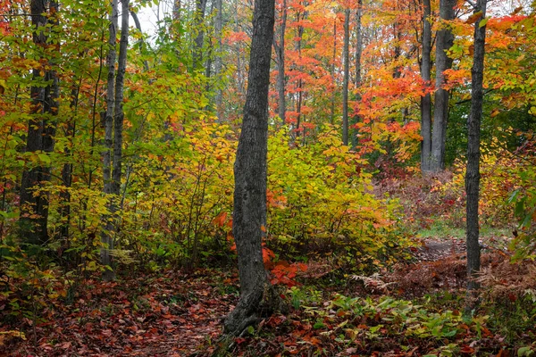 Woodlands Tijdens Herfst Tijd Het Platteland Van Michigan — Stockfoto