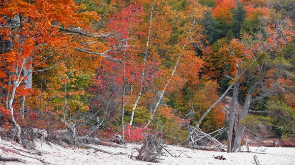 密执安上半岛苏必利尔湖沿岸五彩缤纷的秋树 — 图库照片