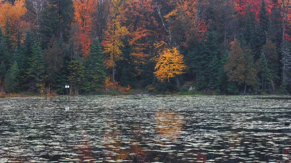 Alberi Autunnali Colorati Vicino Lago Pieni Baccelli — Foto Stock