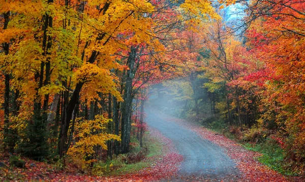 Herbstbaumtunnel Entlang Einer Landschaftlich Reizvollen Feldstraße Quebec Kanada — Stockfoto