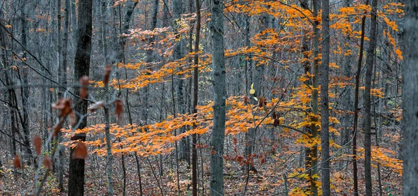 Skogslandskap Slutet Hösten Michigan Landsbygd — Stockfoto