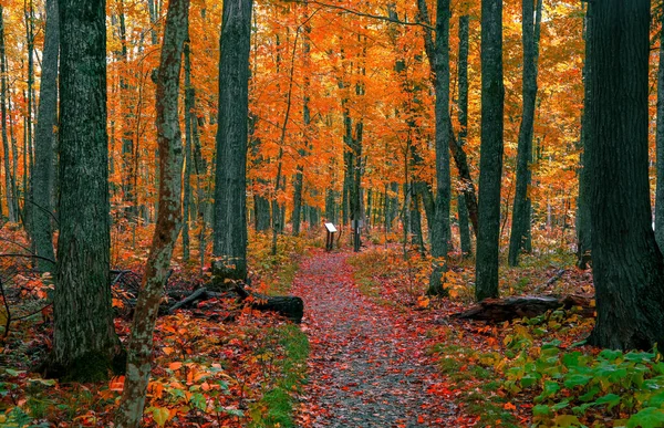 Árboles Arce Brillante Largo Del Sendero Forestal Michigan Península Superior — Foto de Stock