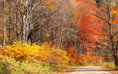 Quebec 'teki Parc de la Jacques-Cartier Ulusal Parkı' nda sonbahar zamanı manzaralı yol boyunca yapraklar dökülür..