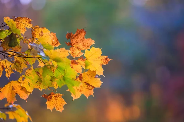 Zbliżenie Strzał Kolorowych Liści Klonu Czasie Jesieni — Zdjęcie stockowe
