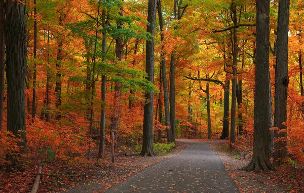 Árboles Otoño Brillantes Por Sendero Panorámico Parque Estatal Michigan —  Fotos de Stock