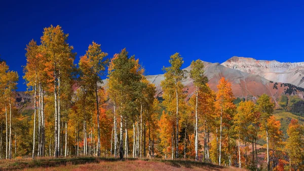テルユライド近くのサンファン山脈の斜面に明るい秋の木 — ストック写真