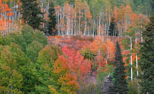 Kleurrijke Aspen Bomen Hellingen Van San Juan Bergen Van Colorado — Stockfoto