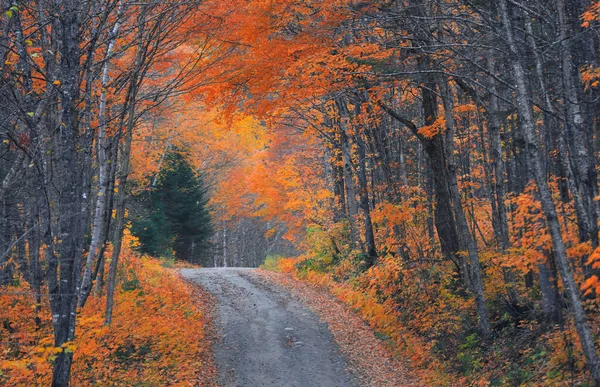 Follaje Otoñal Largo Pintoresca Carretera Través Del Parque Nacional Parc —  Fotos de Stock