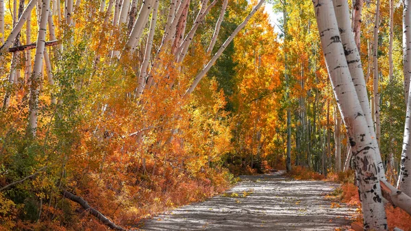 科罗拉多州最后一块钱路两旁五颜六色的杨树 — 图库照片