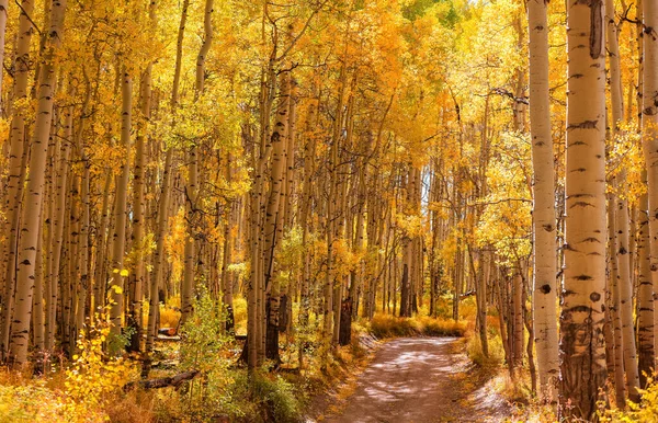 Bright Aspen Trees Rural Drive Colorado Autumn Time — Stock Photo, Image