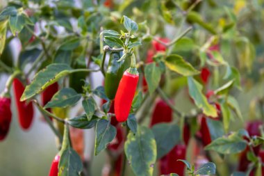 Bitkinin üstünde taze kırmızı biber