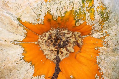 Balkabağı kuyruğunun ucunu yakın plan çek