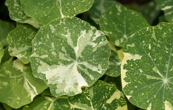 Vista Arriba Hacia Abajo Grandes Hojas Planta Suculenta Verde Jardín — Foto de Stock