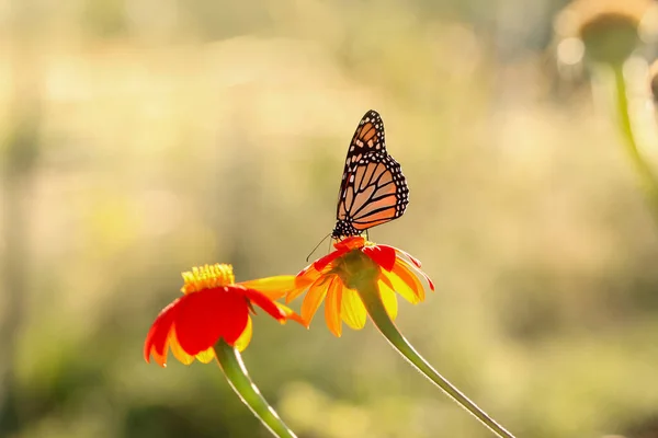 Close Shot Van Monarch Butterfly Een Daisy Bloem — Stockfoto