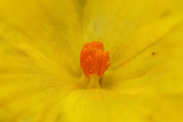 Extreme Close Shot Cosmos Flower Details — Stock Photo, Image