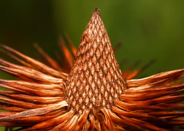 Kuru Coneflower Sonbaharının Yakın Çekimi — Stok fotoğraf