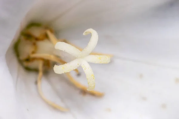 Primer Plano Plano Flor Lirio Blanco Detalles Internos — Foto de Stock