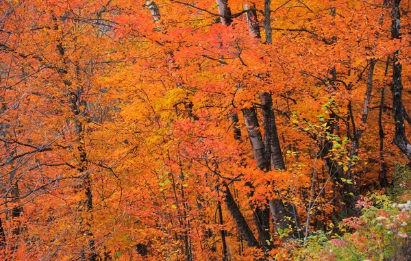 Φωτεινά Πολύχρωμα Maple Δέντρα Στην Κορυφή Του Φθινοπώρου — Φωτογραφία Αρχείου